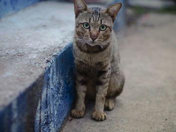 Portrait of cat sitting on footpath