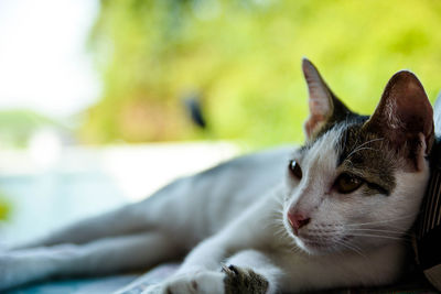 Close-up of cat outdoors