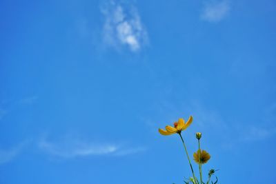 Low angle view of yellow flower blooming against sky