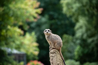 Side view of animal on rock