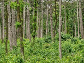 Pine trees in forest