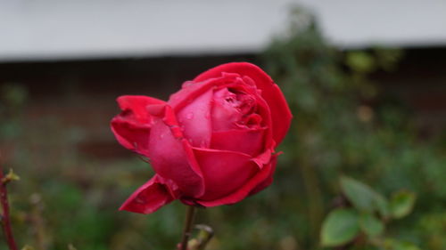 Close-up of pink rose