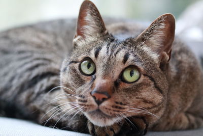 Close-up portrait of a cat