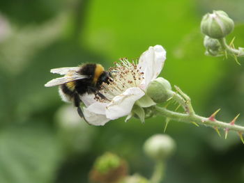 Close-up of bee pollinating on flower