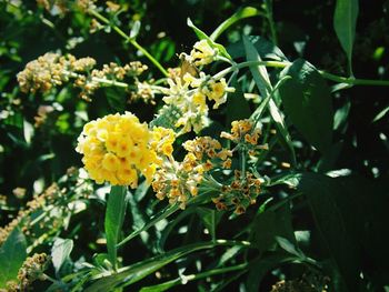Close-up of yellow flower