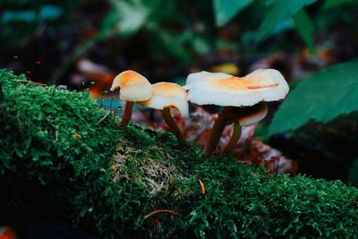 Close-up of mushroom growing on field