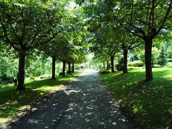 Footpath amidst trees