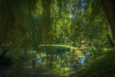 Scenic view of lake in forest