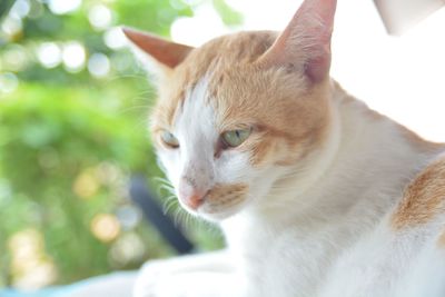 Close-up portrait of cat