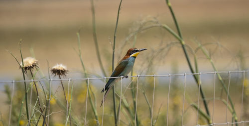 Bird perching on a field