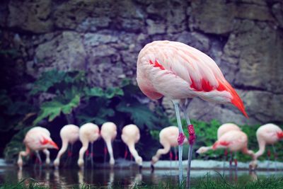 Flamingos standing on rock against lake