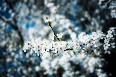 Close-up of flowers against blurred background