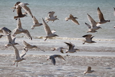 Flock of seagulls at beach