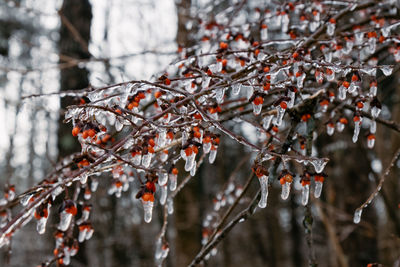 Close-up of frozen tree during winter