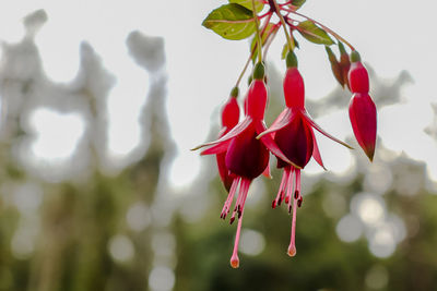 Close-up of red flowering plant