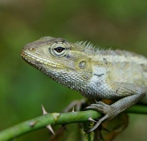 Close-up of lizard