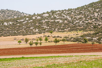 Scenic view of field against clear sky