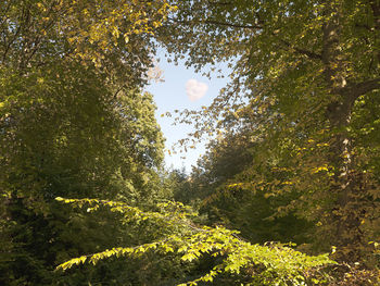 Low angle view of trees in forest against sky