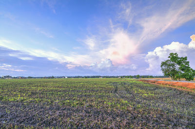 Scenic view of field against cloudy sky