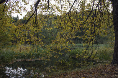 Trees growing by lake in forest during autumn