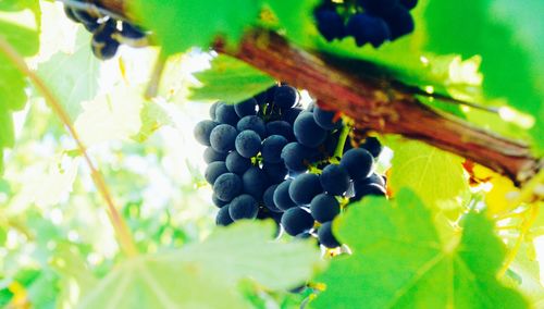 Close-up of fruits on tree