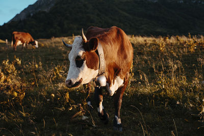 Cow standing in a field