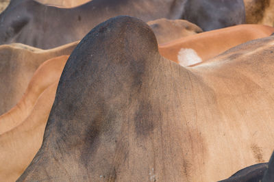 Rear view of man lying down