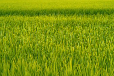 Closeup paddy rice growing in the field.
