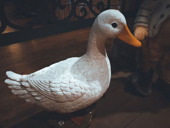 Close-up of a duck