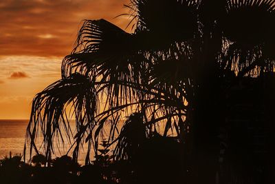 Silhouette of palm trees at sunset