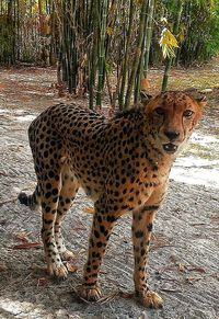 Giraffe standing in forest