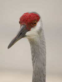 Close-up of bird