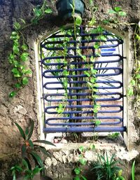 Plants growing on a tree