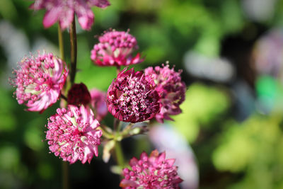 Close-up of purple flowering plant