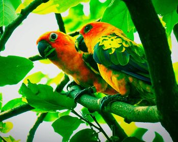 Close-up of parrot perching on tree