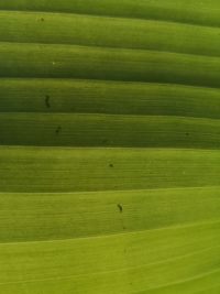 Full frame shot of green leaves