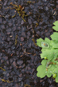 High angle view of leaves on plant