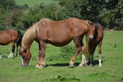 Horses grazing in a field