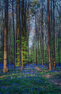 View of flowering trees in forest