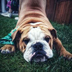 Close-up portrait of dog relaxing on grass