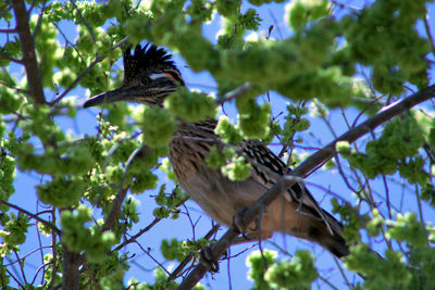 Low angle view of bird perching on branch