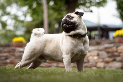 Portrait of a dog on field