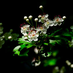 Close-up of white flowering plant against black background