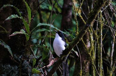 Close-up of bird perching on a tree