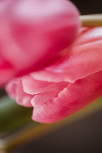 Close-up of pink rose flower