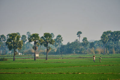 Trees on field against sky