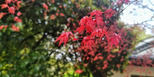 Close-up of red cherry blossom on tree