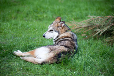 Dog on field