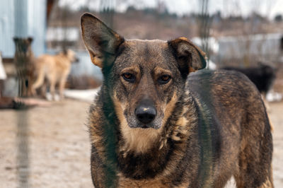 dog