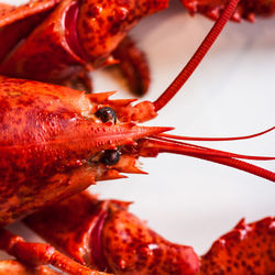 Close-up of red crab